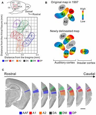 Reconsidering Tonotopic Maps in the Auditory Cortex and Lemniscal Auditory Thalamus in Mice
